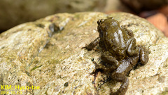 Bufo stejnegeri