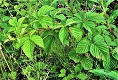 Rubus scissus