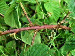 Rubus scissus