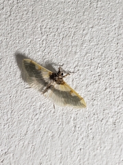 Apilocrocis cephalis