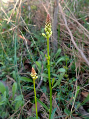 Stackhousia aspericocca
