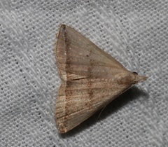 Lysimelia neleusalis