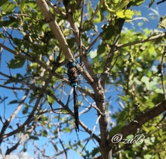 Rhionaeschna jalapensis