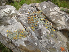 Helichrysum galpinii