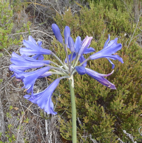 Lily of the Nile (Agapanthus africanus)
