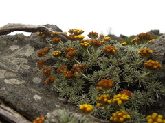 Helichrysum galpinii