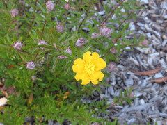 Hibbertia marginata