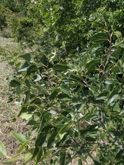 Celtis planchoniana