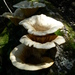 Funnel Woodcap - Photo (c) Jacques van der Merwe, some rights reserved (CC BY-SA), uploaded by Jacques van der Merwe
