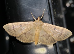 Omiodes pernitescens