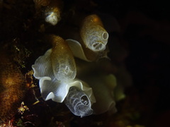 Pycnoclavella atlantica