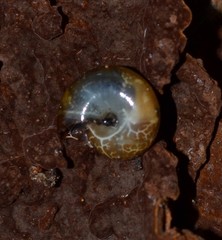 Oxychilus navarricus