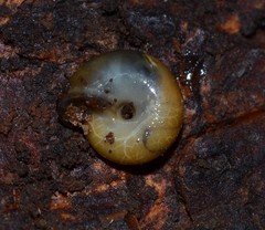 Oxychilus navarricus