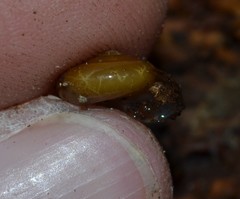 Oxychilus navarricus