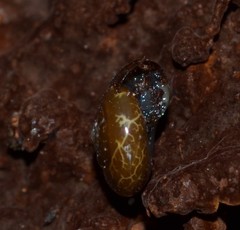 Oxychilus navarricus