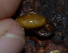 Oxychilus navarricus