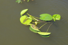 Nuphar lutea