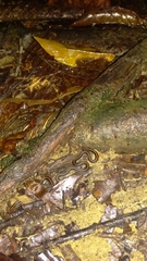 Calliophis intestinalis