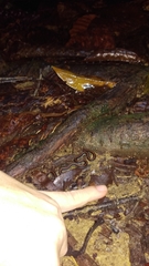 Calliophis intestinalis