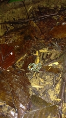 Calliophis intestinalis