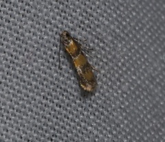 Promalactis lobatifera