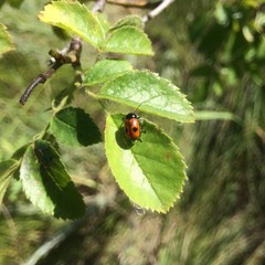 Cryptocephalus bipunctatus