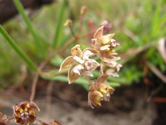 Asclepias cucullata cucullata