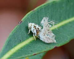 Scolypopa australis
