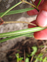 Asclepias cucullata cucullata