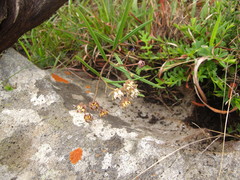 Asclepias cucullata cucullata