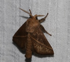 Quasithosea obliquistriga