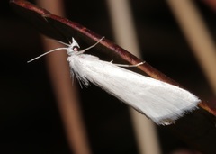 Scirpophaga praelata