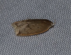 Scythropiodes