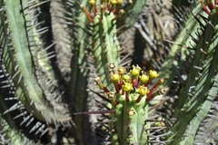 Euphorbia heptagona