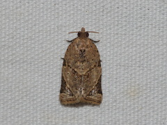 Neocalyptis affinisana