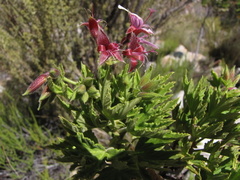 Pelargonium citronellum