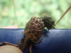 Centaurea jacea jacea