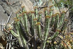 Euphorbia heptagona