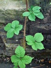 Rubus intensior