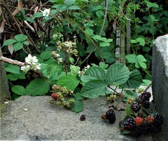 Rubus intensior