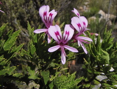 Pelargonium citronellum