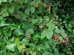 Rubus intensior