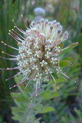 Leucospermum wittebergense