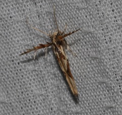 Stathmopoda stimulata