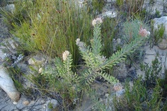 Leucospermum wittebergense
