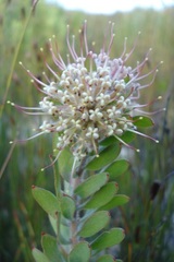 Leucospermum wittebergense