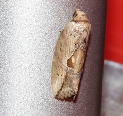 Strotihypera macroplaga