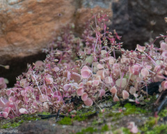 Crassula dentata