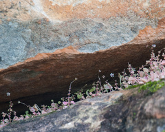 Crassula dentata