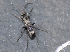 Agenioideus apicalis
